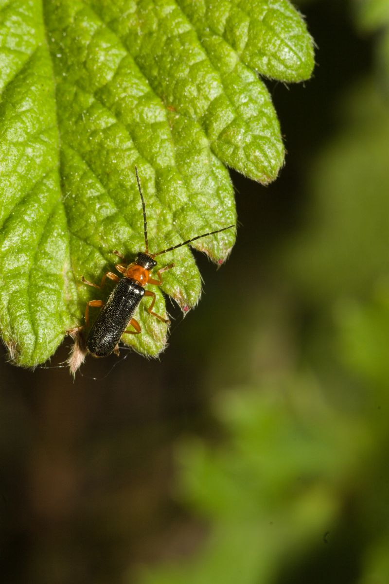Cantharidae: Cantharis flavilabris